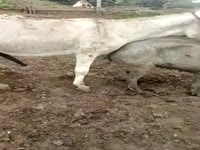 Donkey fucks pig